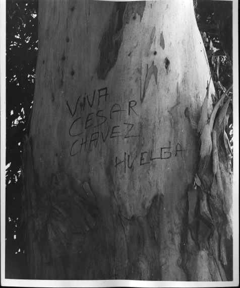 (3191) Pro-UFW sentiment is carved into a tree, 1972 (3191) Pro-UFW sentiment is carved into a tree, 1972